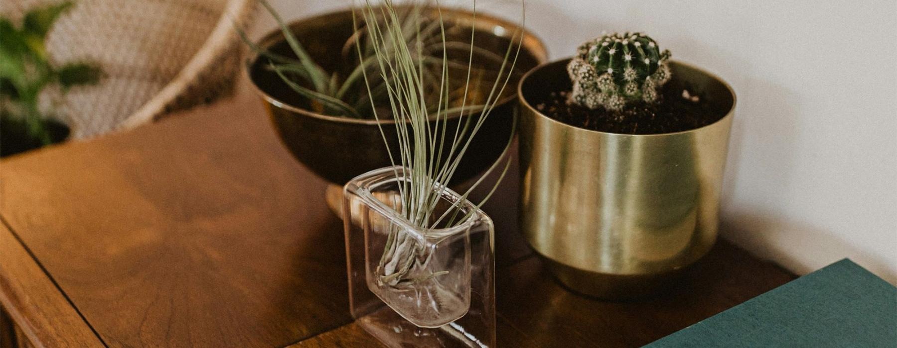 a plant in a pot on a dresser near a book