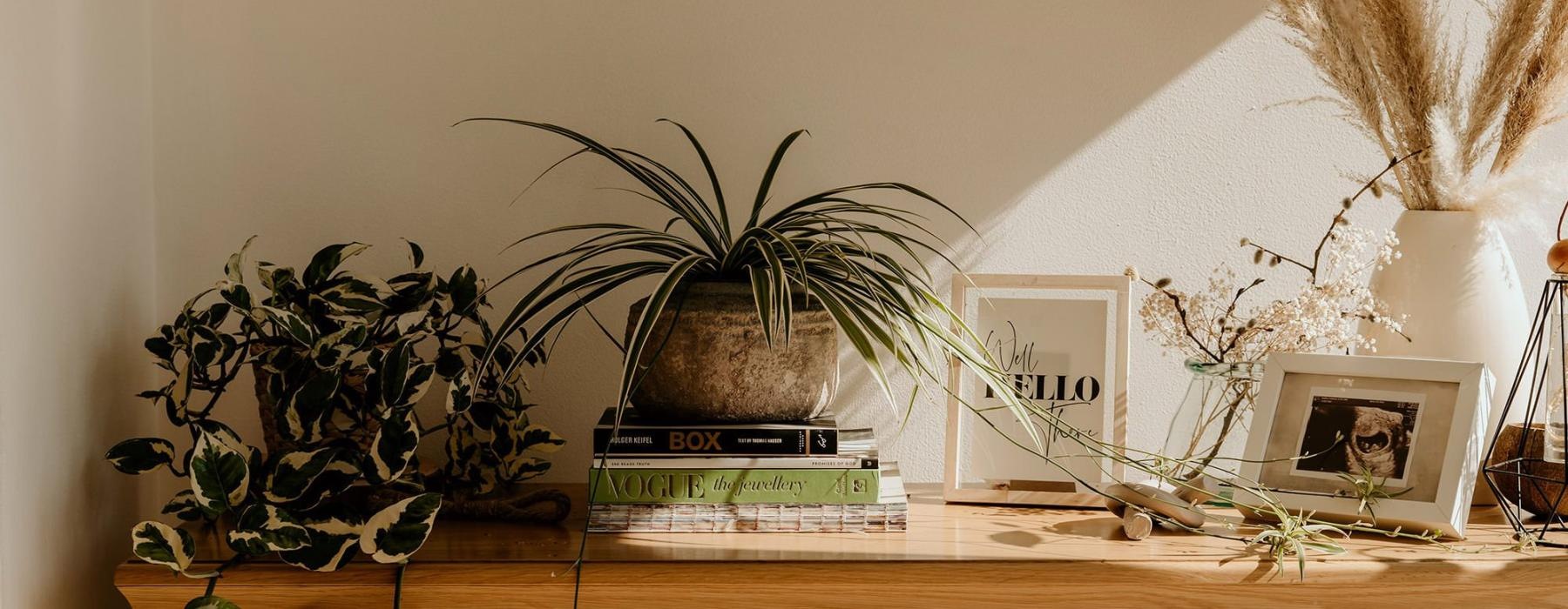 bureau top decorated with potted plants, books and framed pictures